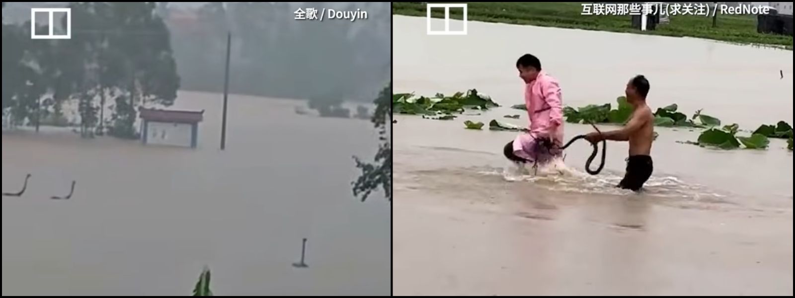 Up to 900 Snakes Escape After Flooding in China